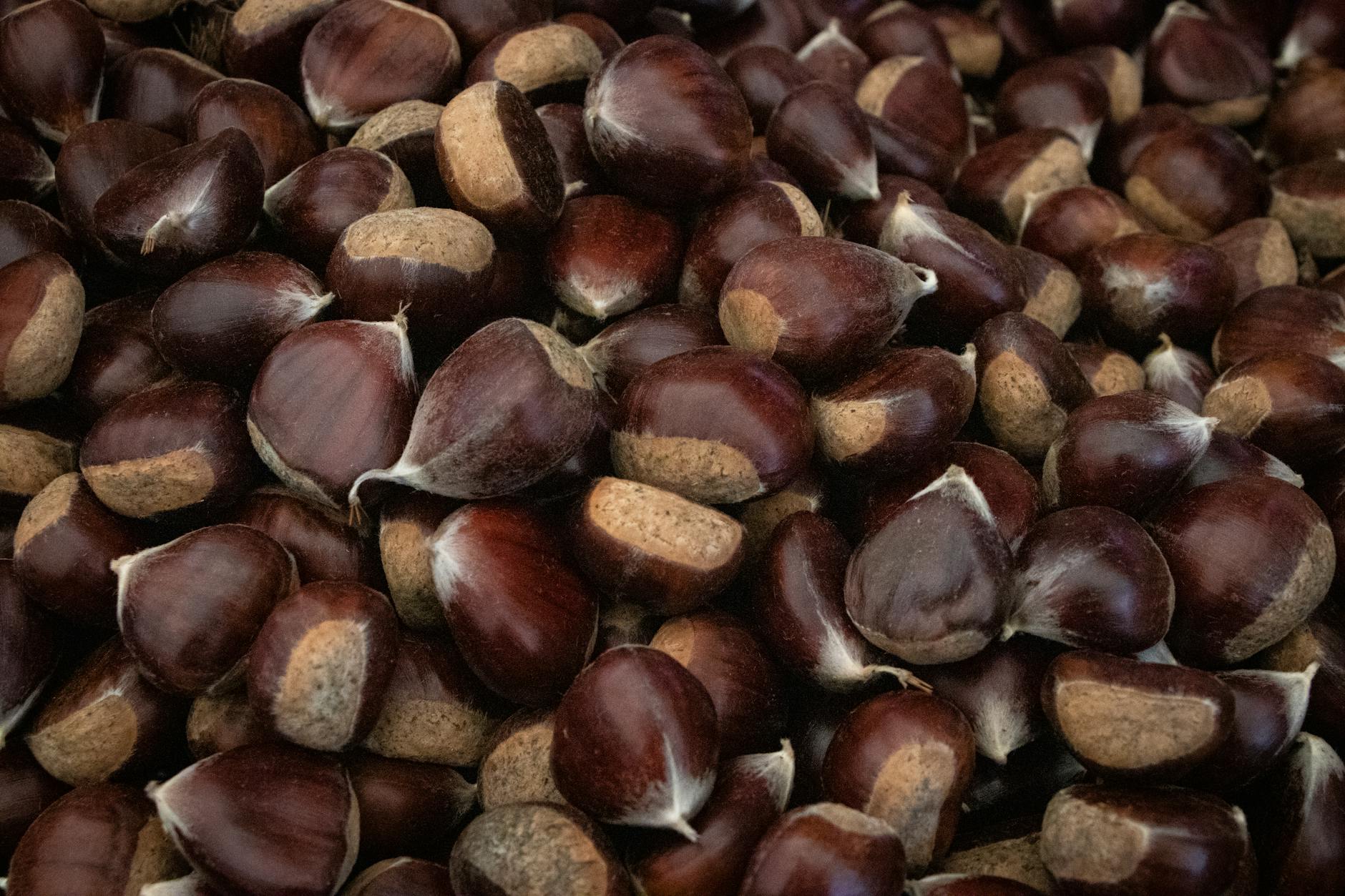 close up of chinese chestnuts