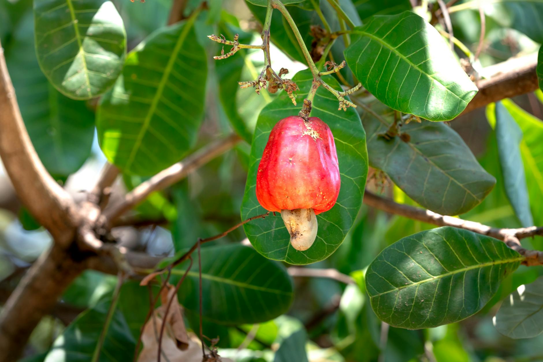 cashew fruit on tree