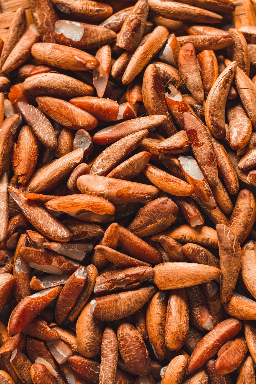 photograph of brown pine nuts