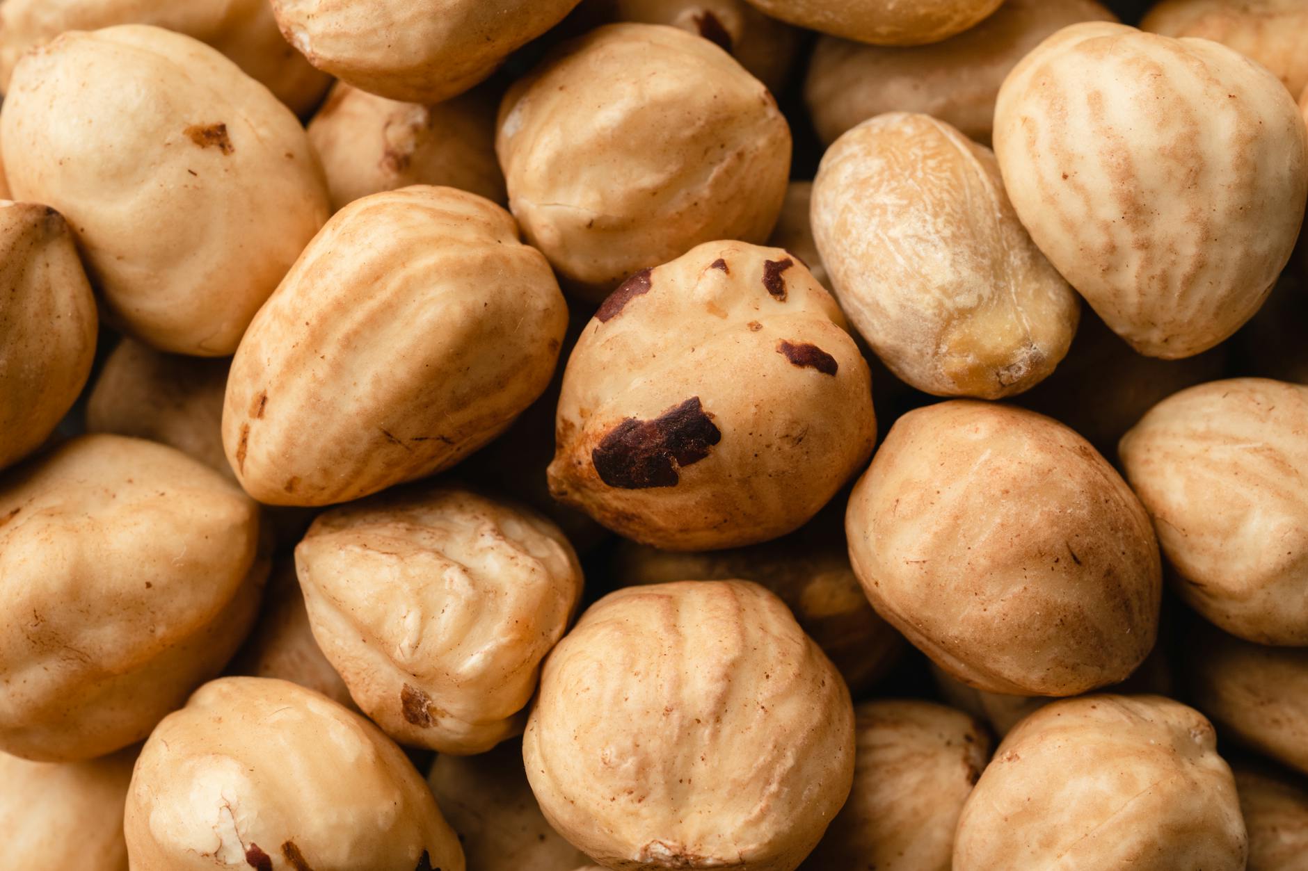 close up shot of brown hazelnuts